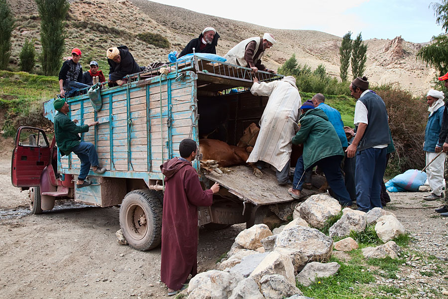  Cows on the way to the market